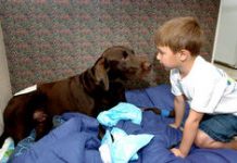 Family needs help to pay for dog’s spinal injury